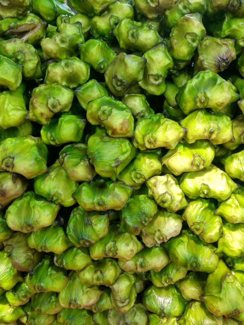 Harvested water chestnuts