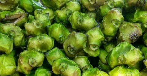 Harvested water chestnuts