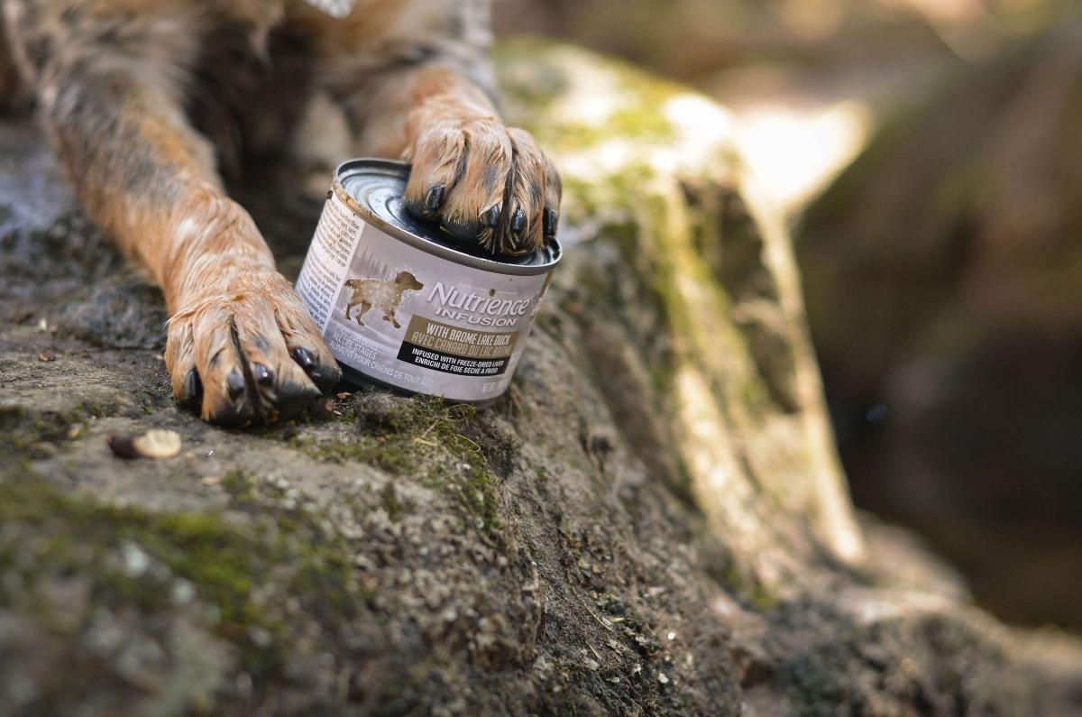 A dog with its paw on a can of wet food