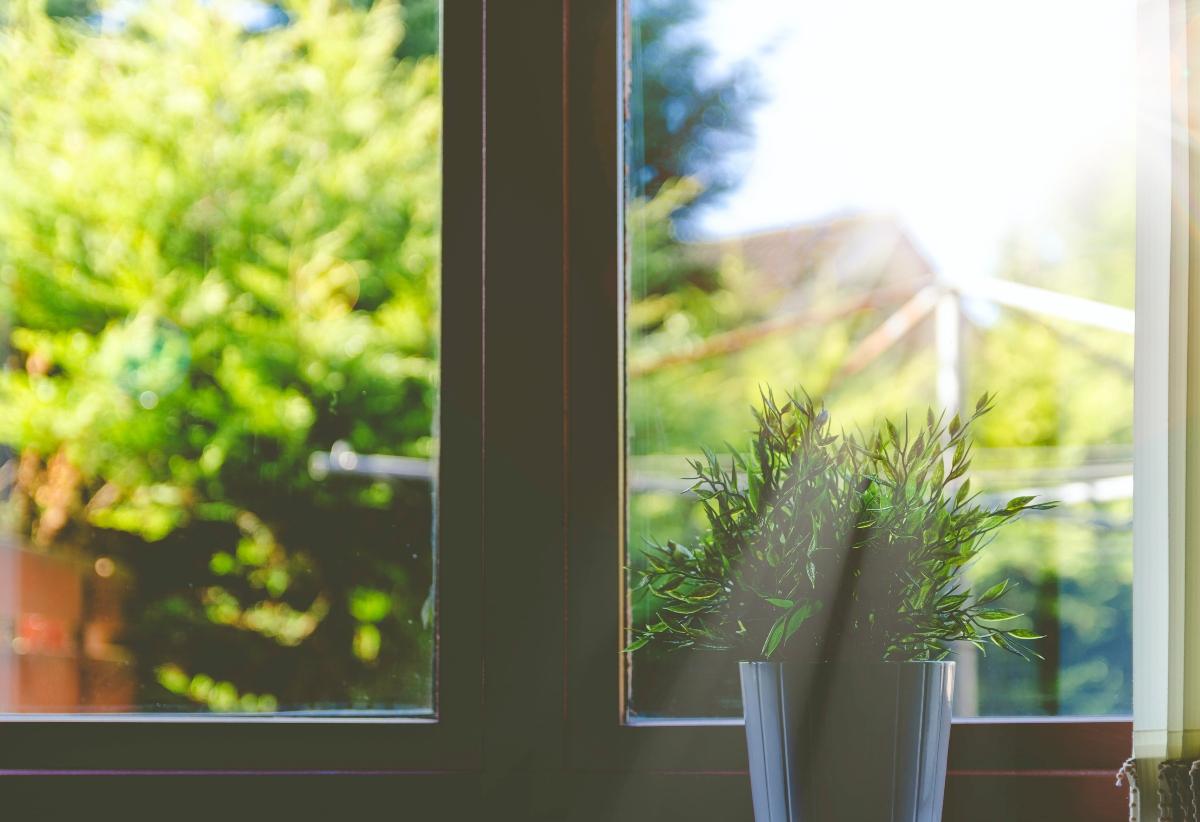 A plant on a window sill. 