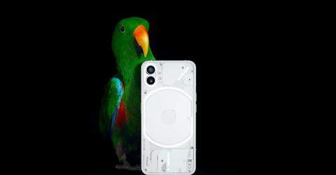 A parrot and a Nothing Phone