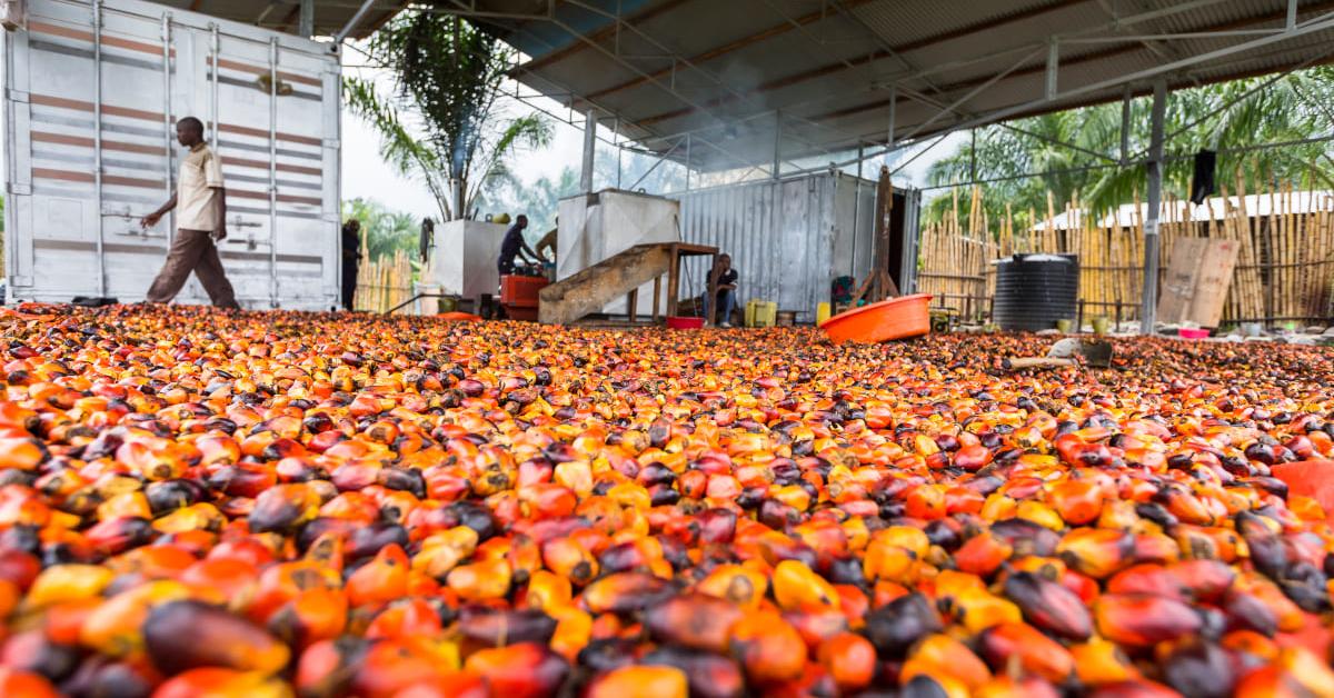 Indonesia Is Banning Palm Oil Exports, Focuses On Domestic Demand