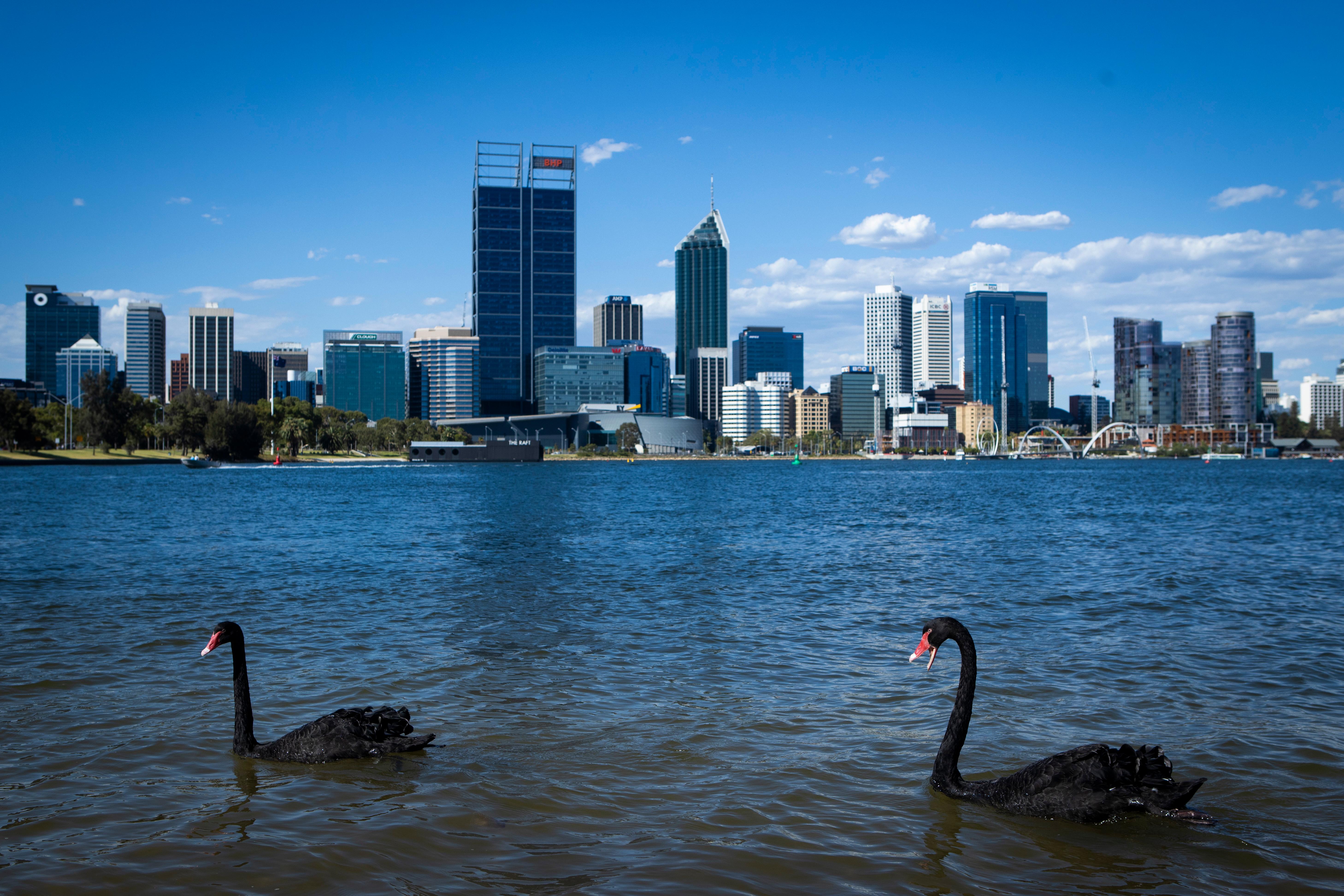 Black swans swimming by a city