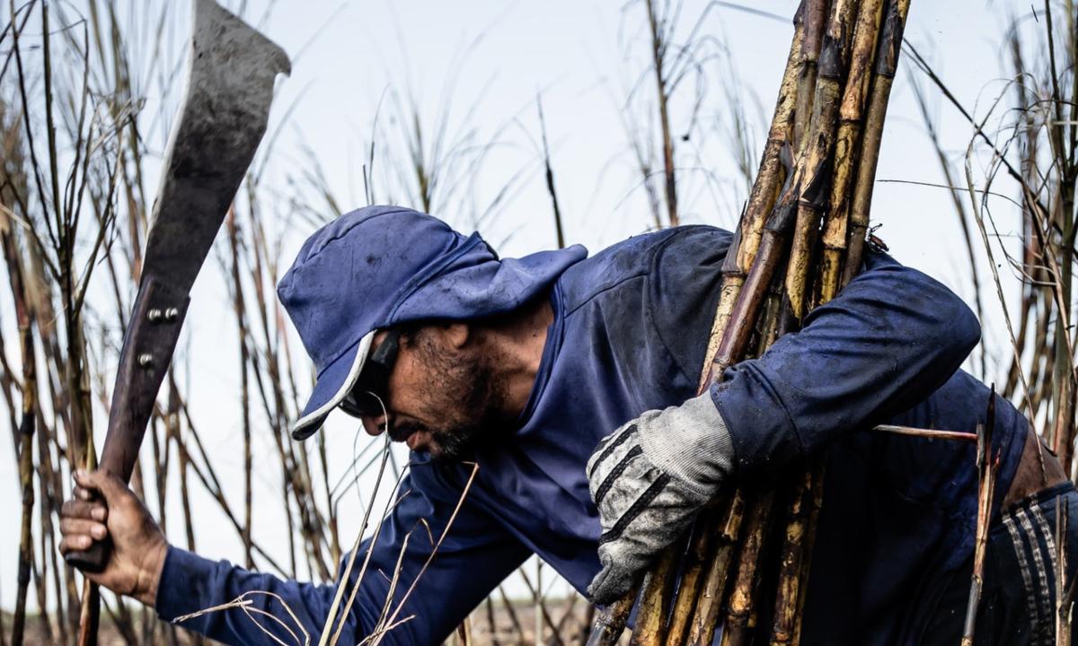 sugarcane plant is getting diverted to ethanol production