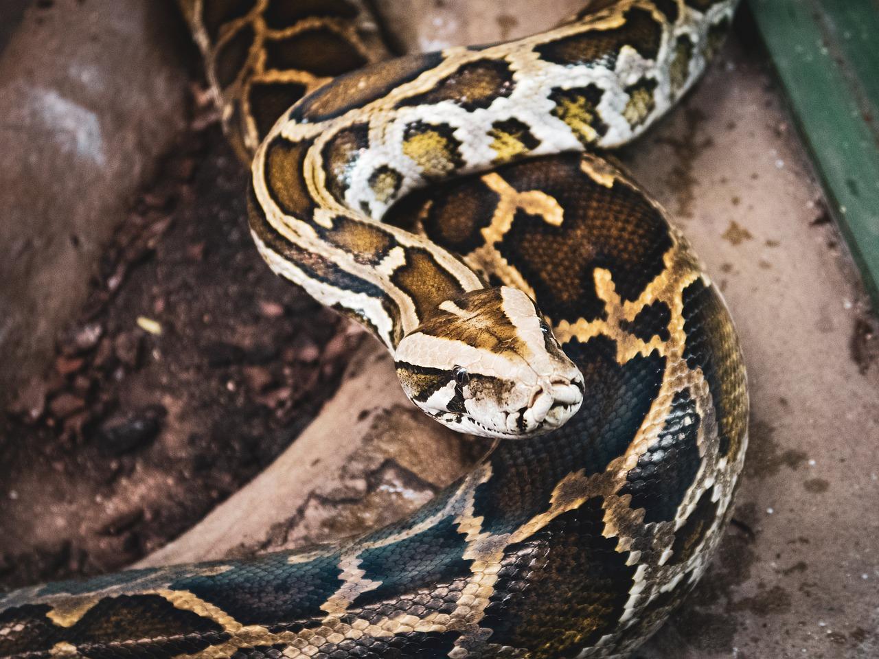 Reticulated Python still images