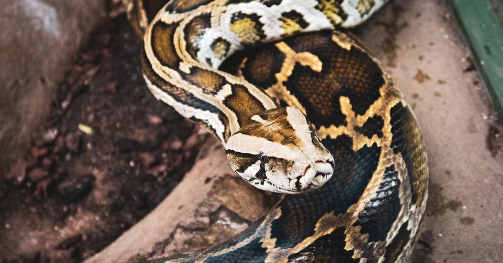 What Are the Most Expensive Pets? Here Are the Top 5