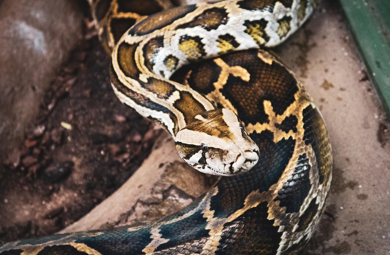 What Are the Most Expensive Pets? Here Are the Top 5