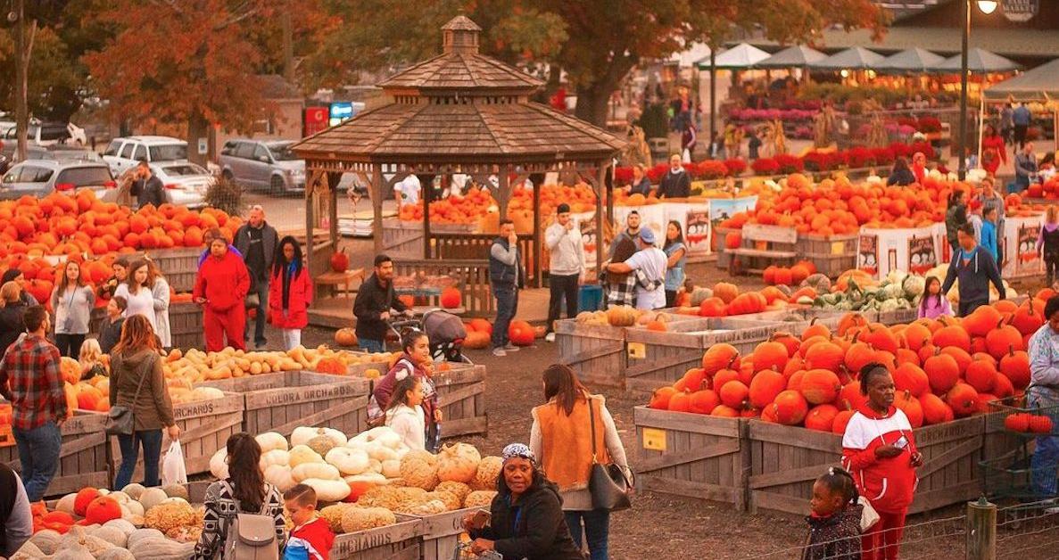 10 Fun (and Free) Pumpkin Patches to Visit Near You This Fall TrendRadars