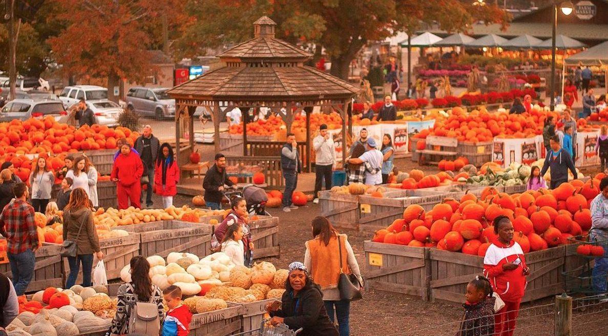 10 Best (and Free) Pumpkin Patches Near Me 2022