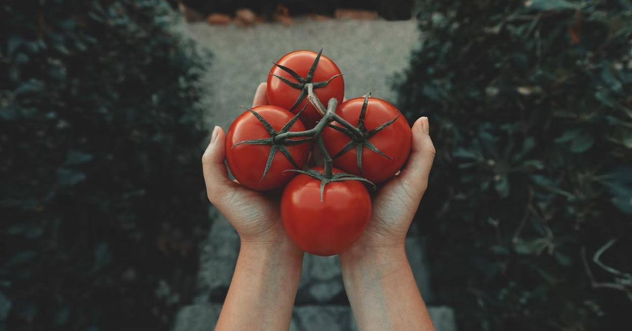 What Is Causing the Tomato and Ketchup Shortage in 2022?