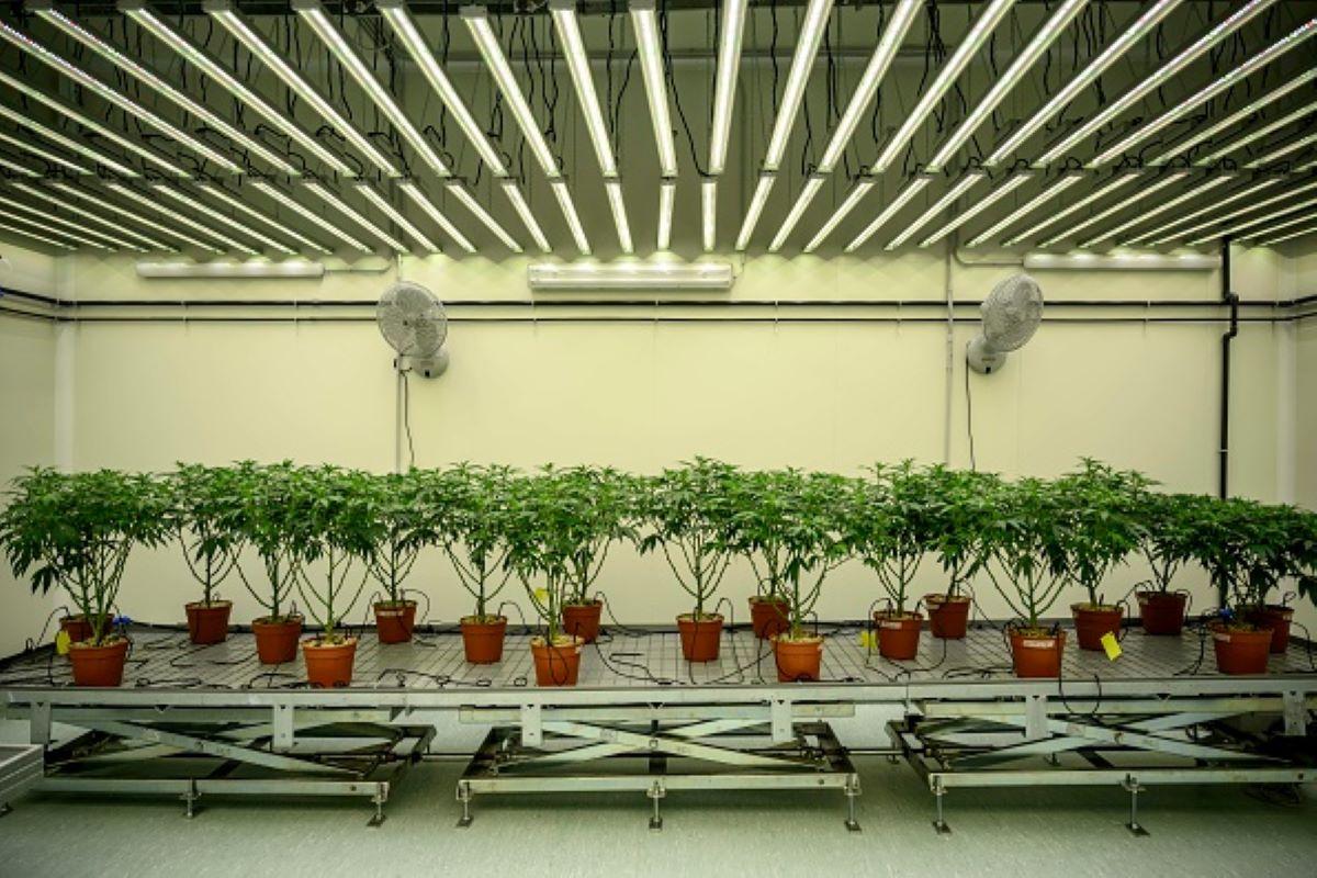 Medical marijuana plants lined up for sale