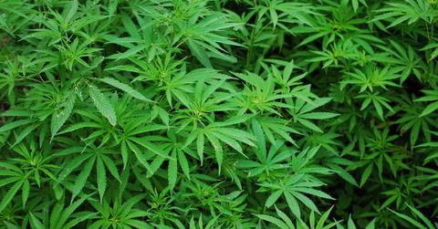 Which Are The Biggest Cannabis Companies in the US?