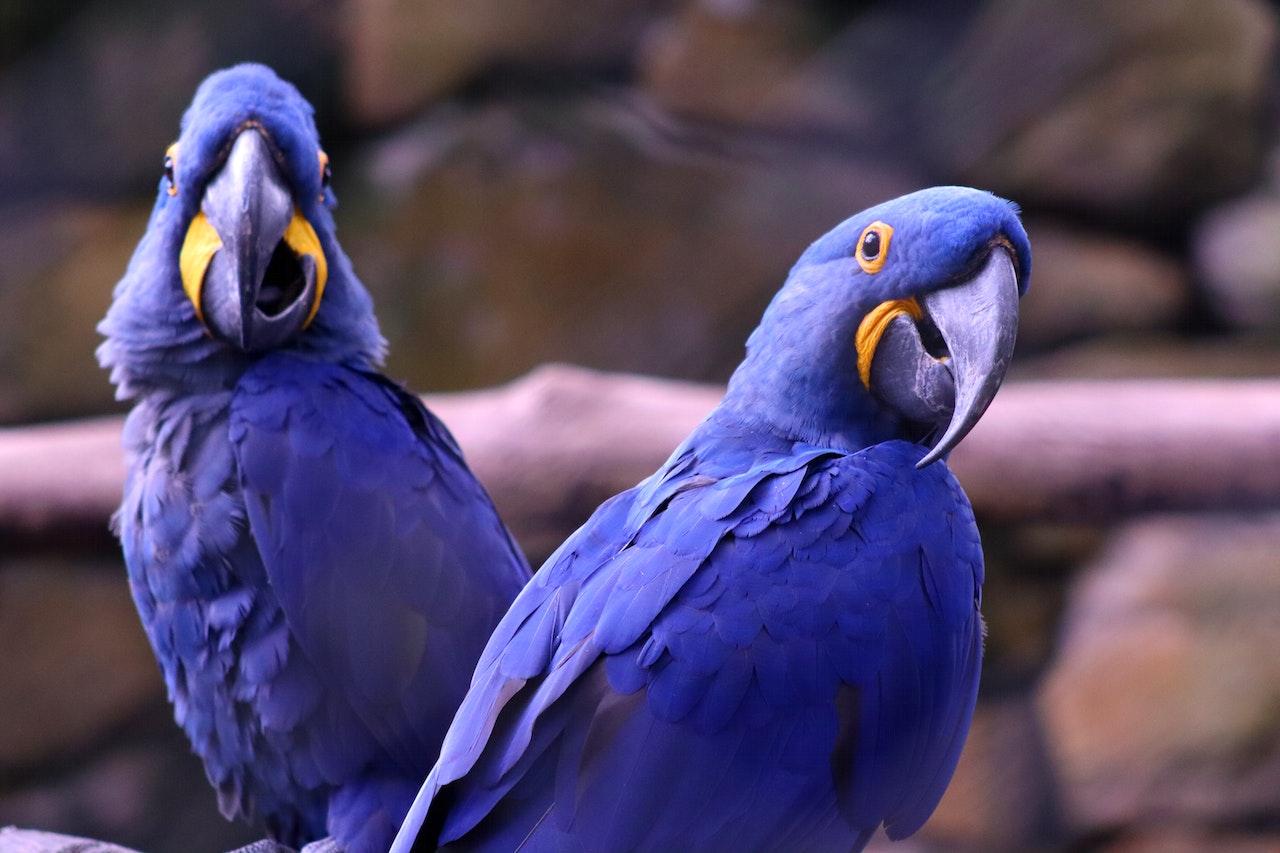 Blue Birds in Close Up Photography