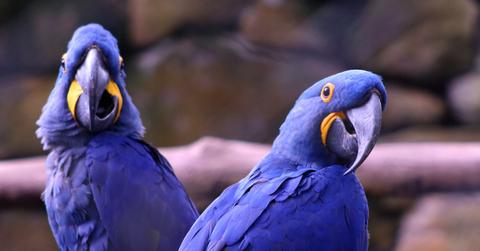 Blue Birds in Close Up Photography