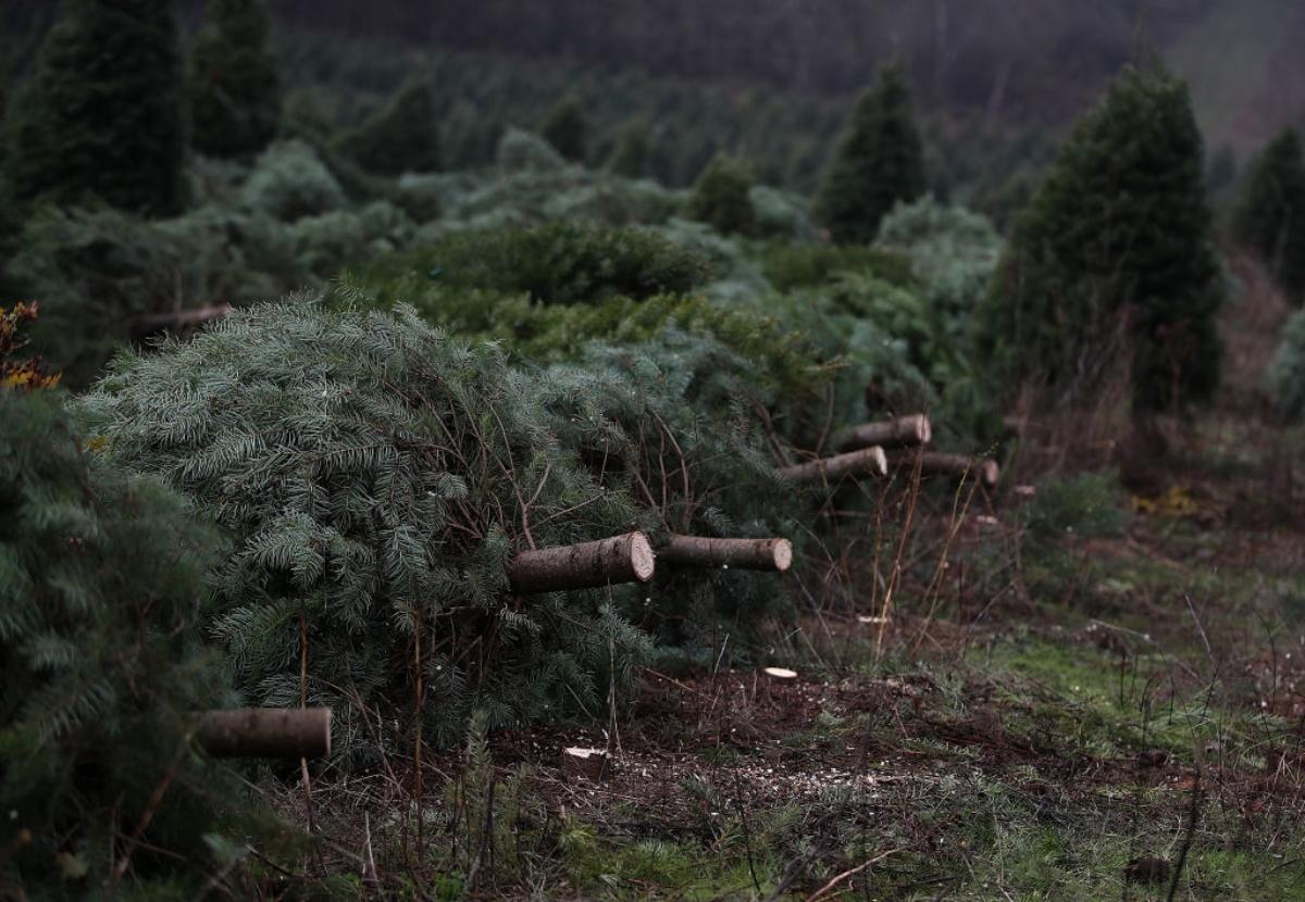 Oregon Christmas tree farm