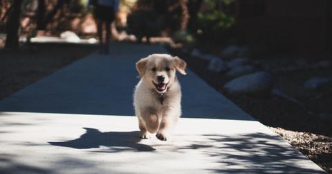 A puppy running down a sidewalk