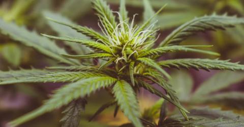 uploads///Hexo stock delisting