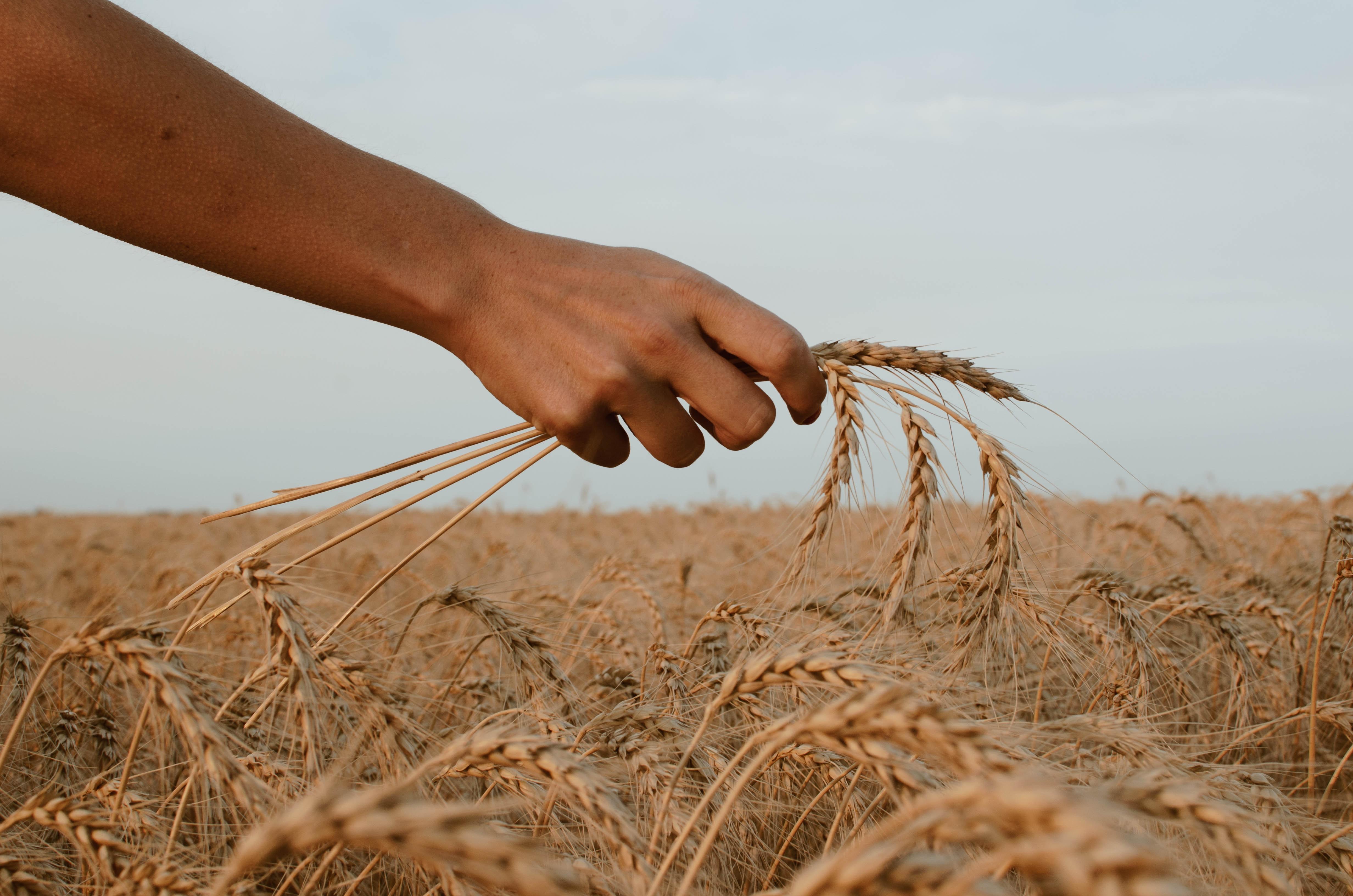 Person holding wheat in wheat field