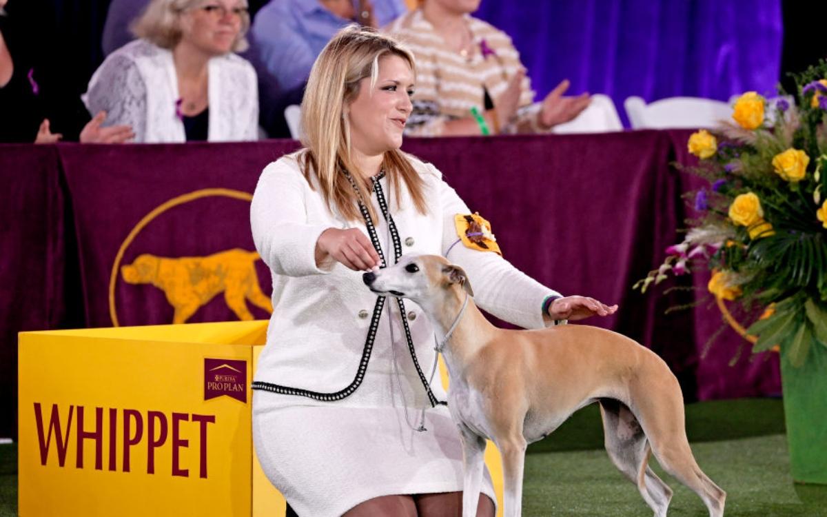 Can You Claim Pets as Dependents? PetRelated Tax Breaks Exist