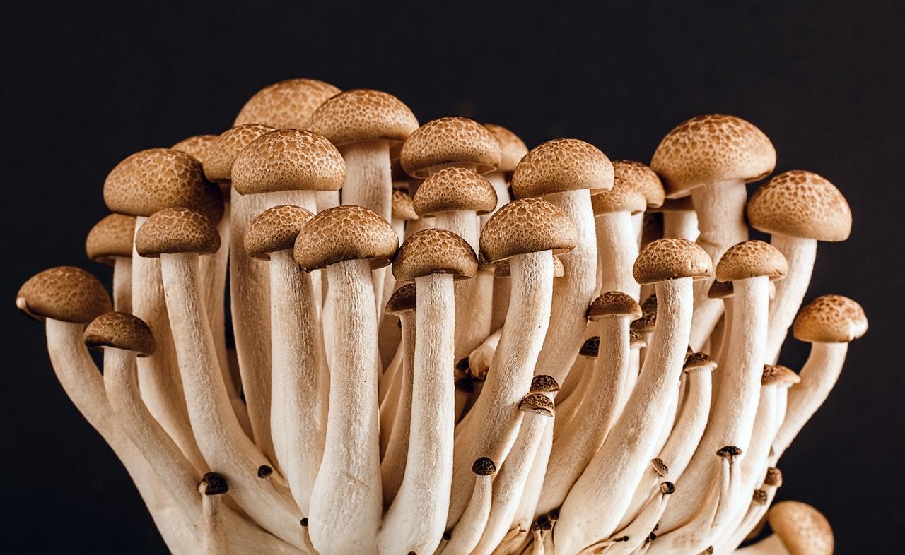Former NFL Quarterback Jake Plummer Is Now a Mushroom Farmer