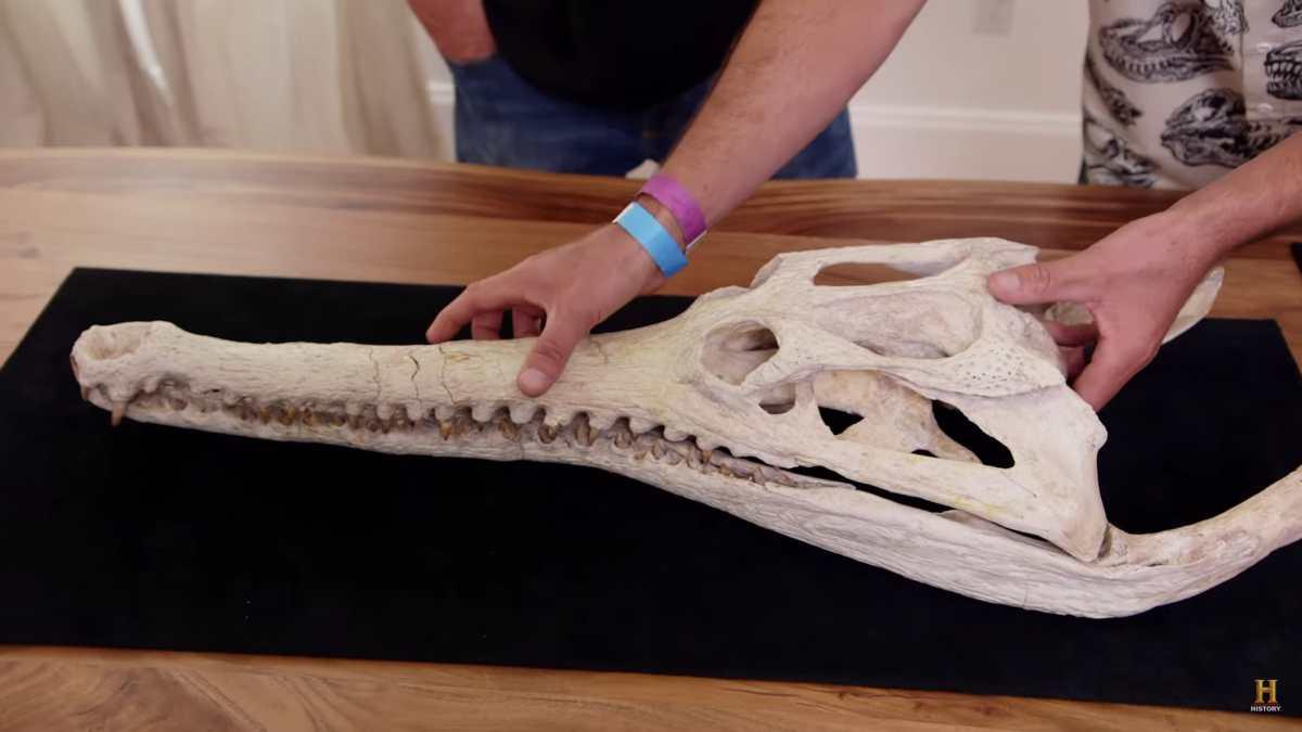 pn/fa db bd f faacda