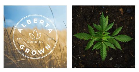 Sundial Growers logo and a marijuana plant