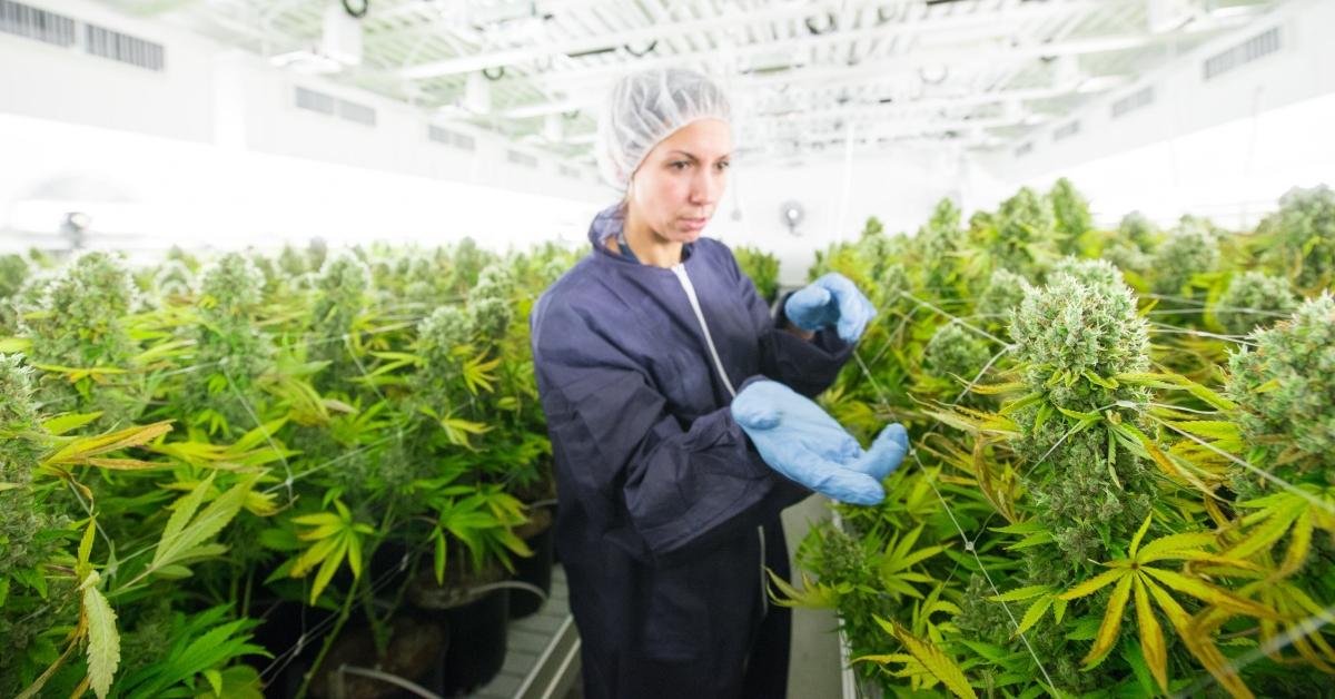 tilray tlry stock forecast reddit