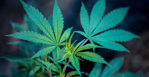 uploads///charlottes web upcoming earnings