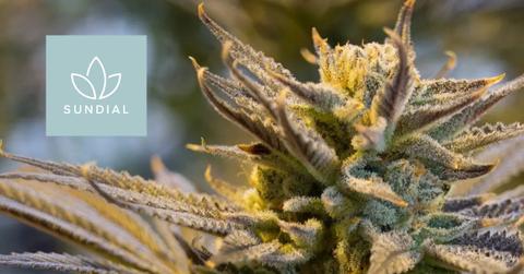 Marijuana plant and Sundial logo