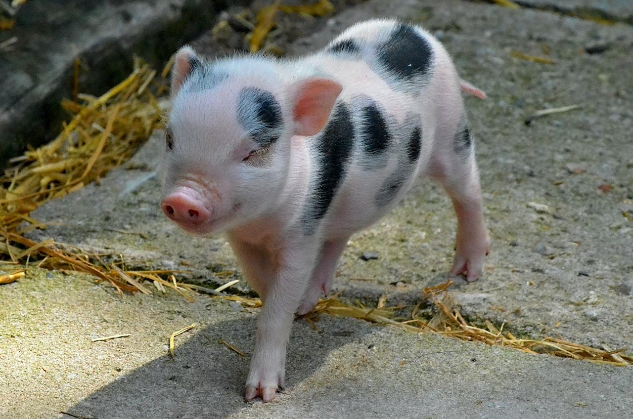 Mini Pig Standing with Eyes Closed