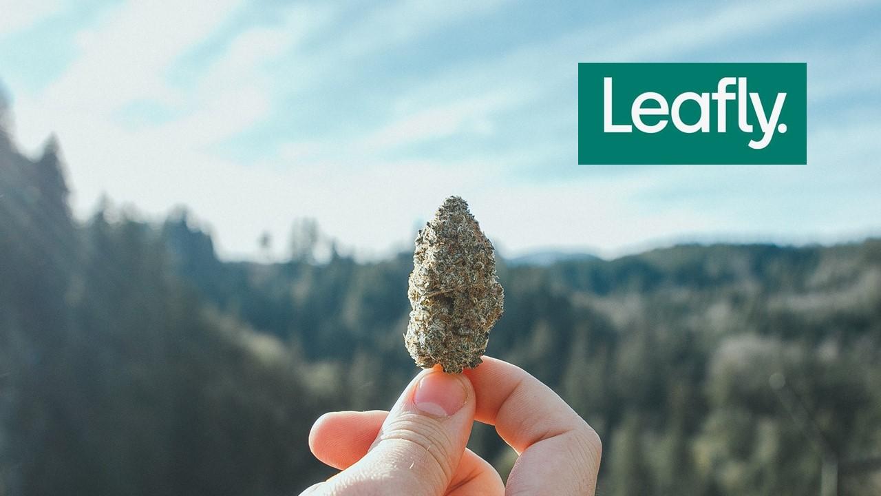 Person holding marijuana and Leafly logo