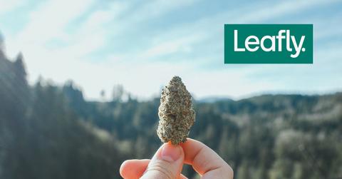 Person holding marijuana and Leafly logo