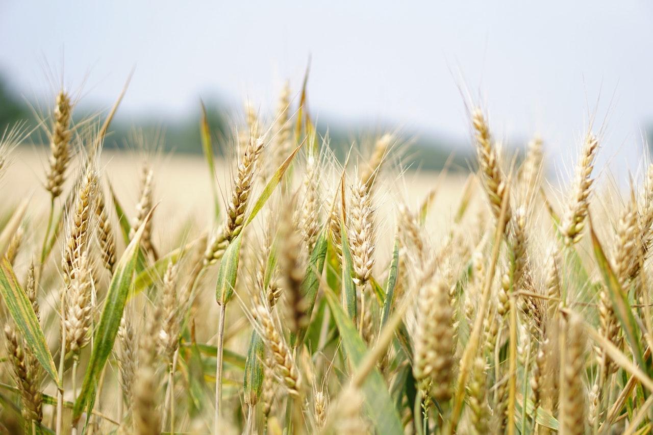 Wheat in a field