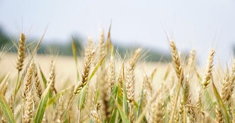 Wheat in a field