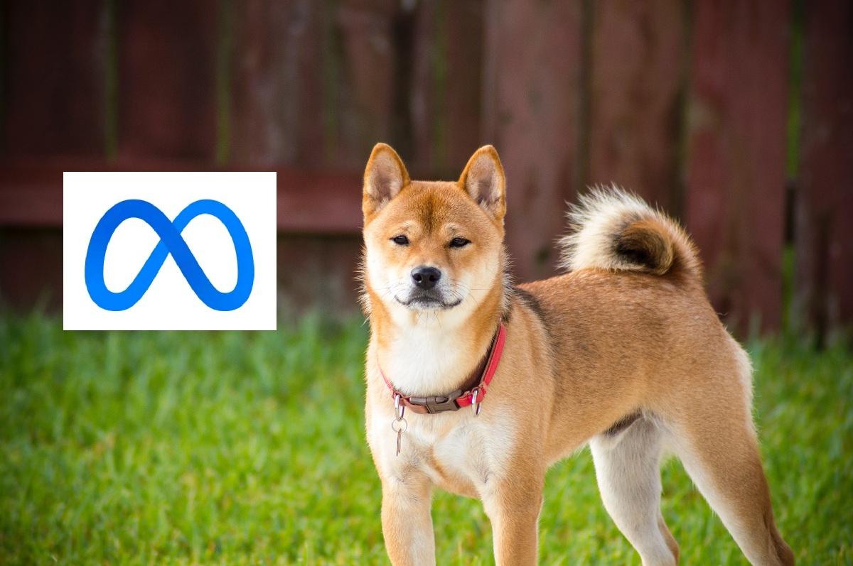 A Shiba Inu dog in a yard