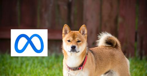 A Shiba Inu dog in a yard