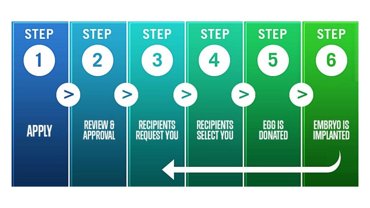 Egg donor process