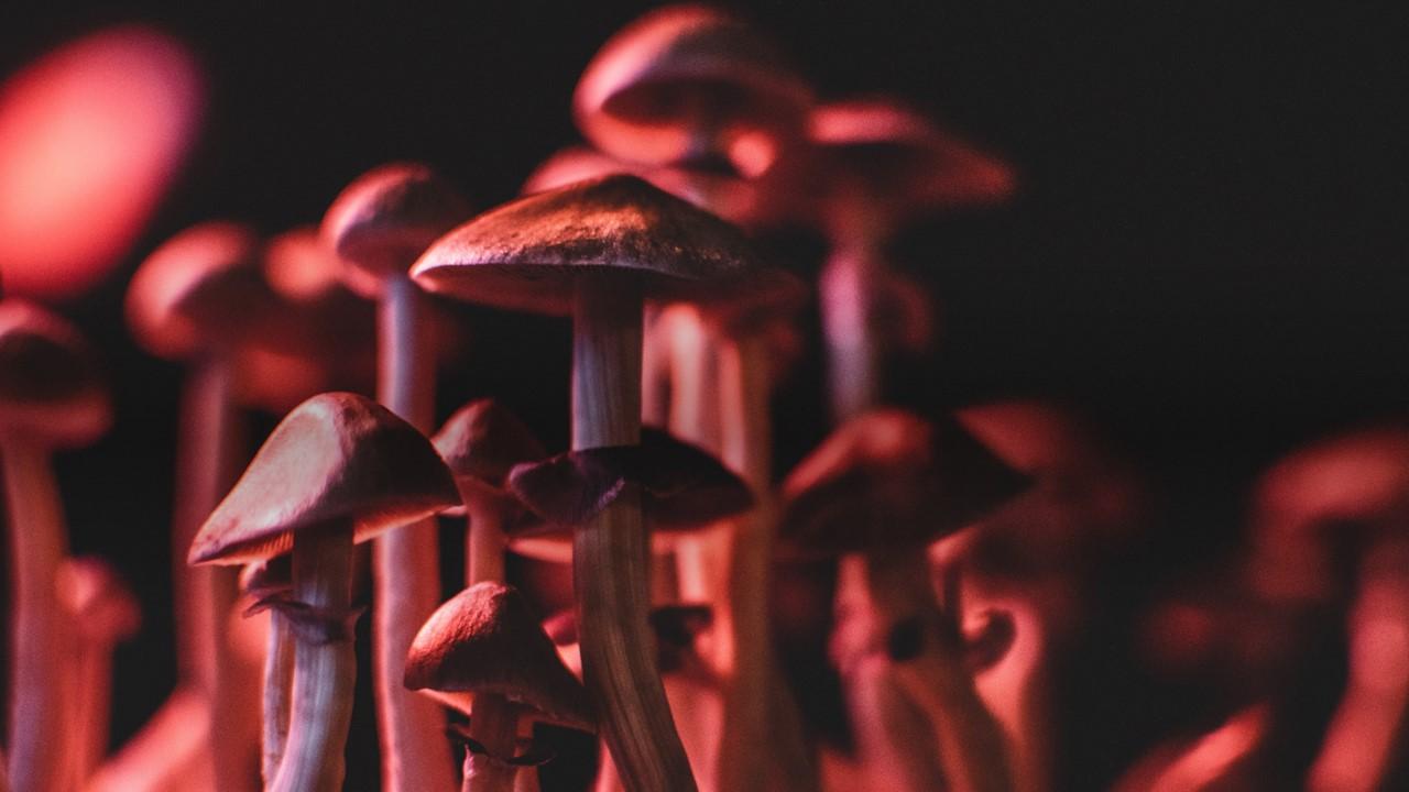 Psilocybin mushrooms