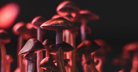 Psilocybin mushrooms