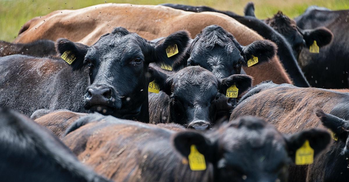 Is There a Beef and Meat Shortage in the U.S.? Key Update