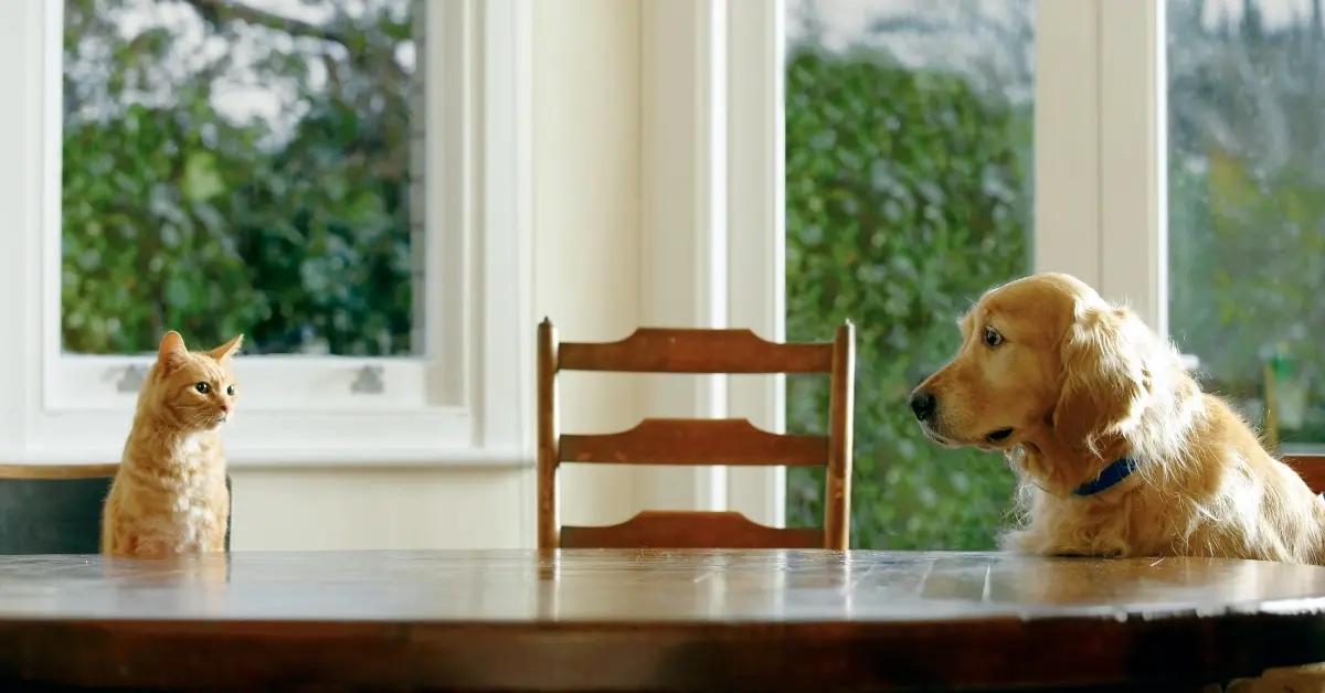 A dog and cat look at each other at dining room table.