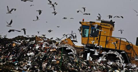 Seagulls fly around a bulldozer and rubbish at a landfill site