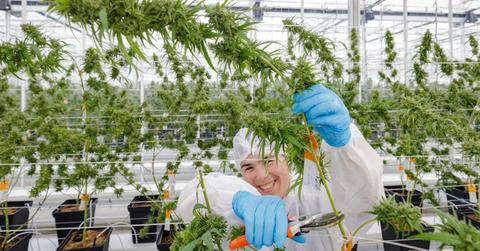 Worker at a cannabis farm