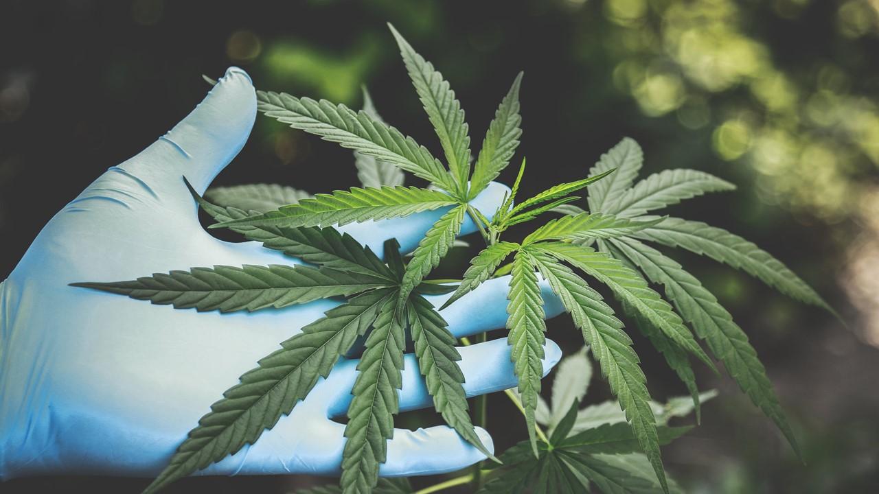 A person holding a cannabis plant