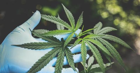 A person holding a cannabis plant