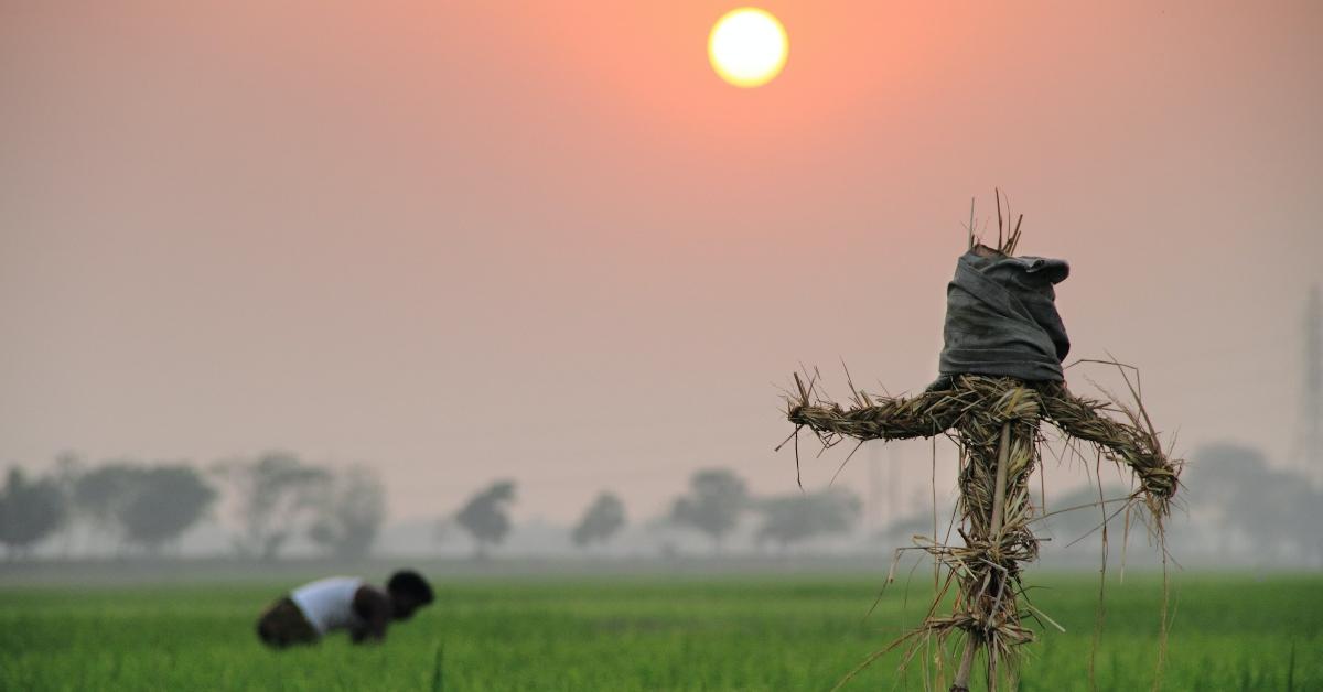 A strawman in a field