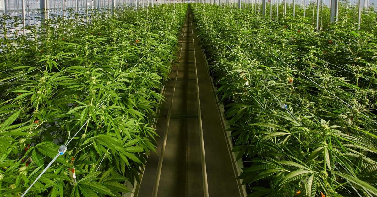 Will Tilray (TLRY) Stock Go Up and Is It a Buy Now?