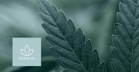 Sundial Growers logo and a marijuana plant