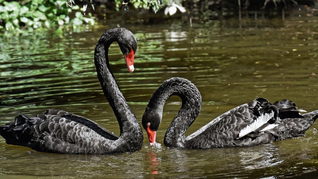 Black swans