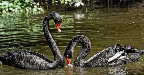 Black swans